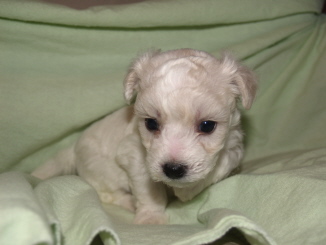 Bichon puppy Oregon
