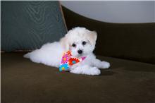 Noah Baby Bichon Photo