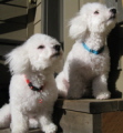 bichon frise make great pets bichon frise make great pets